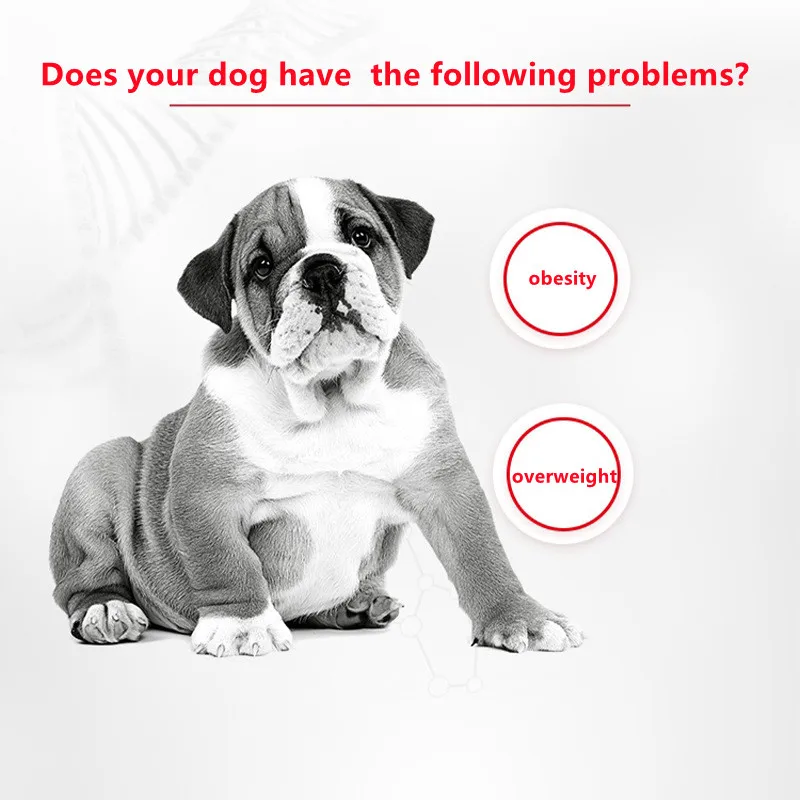 wholesale quality organic dry pet food dog chew snacks teddy labrador bully training royal canin dog food