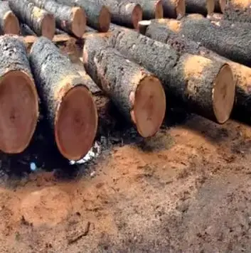 White Bilinga Wood Round Logs For Sale| Timber wood for sale