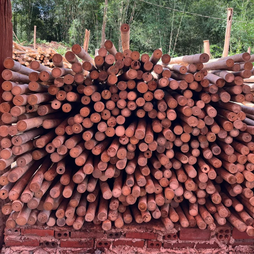 Large Bamboo Poles Trading In Bulk Solid Moso Bamboo For Decor And Construction Packed In Bundles Vietnam Manufacturer
