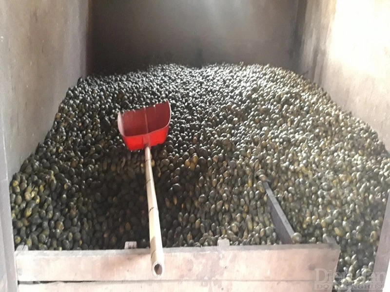 Top Quality Betel Nut Wholesale Dried Betel Nut From Vietnam Betel Nut Packing Bag Best Price For Exported