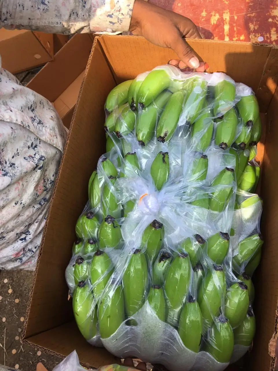 Wholesale High Quality Harvested fresh Green Cavendish Banana for Germany / all Gulf Countries at Factory Price from India