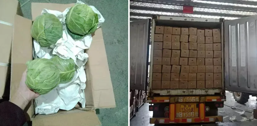 100% High Quality Organic Cabbage Vietnam manufacturer wholesale cheap fresh green cabbage 2023