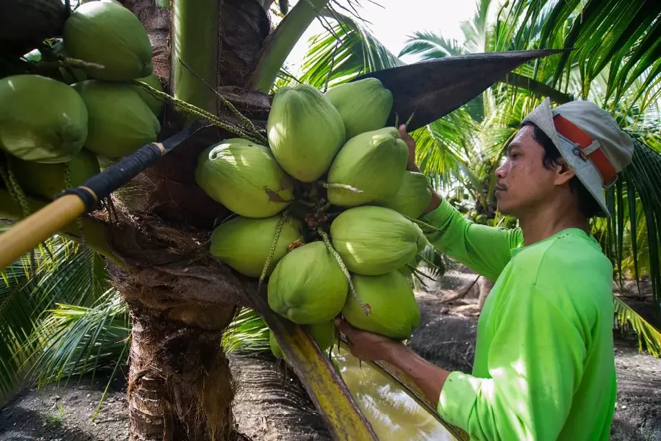 Ready to Ship High Quality Young Coconut Aromatic Semi-Husked Diamond Cut Green Fresh Coconut for Modern Trade  from Thailand