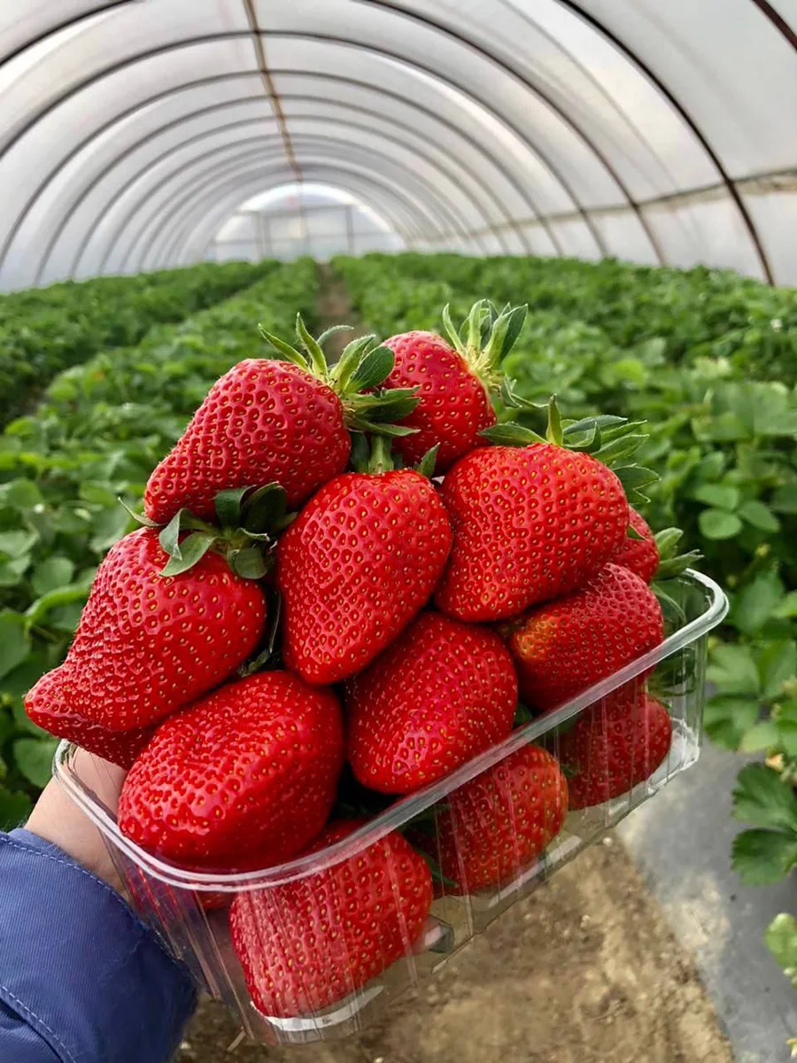 Deliciuos fresh strawberries natural product reliable supplier fresh strawberry for sale