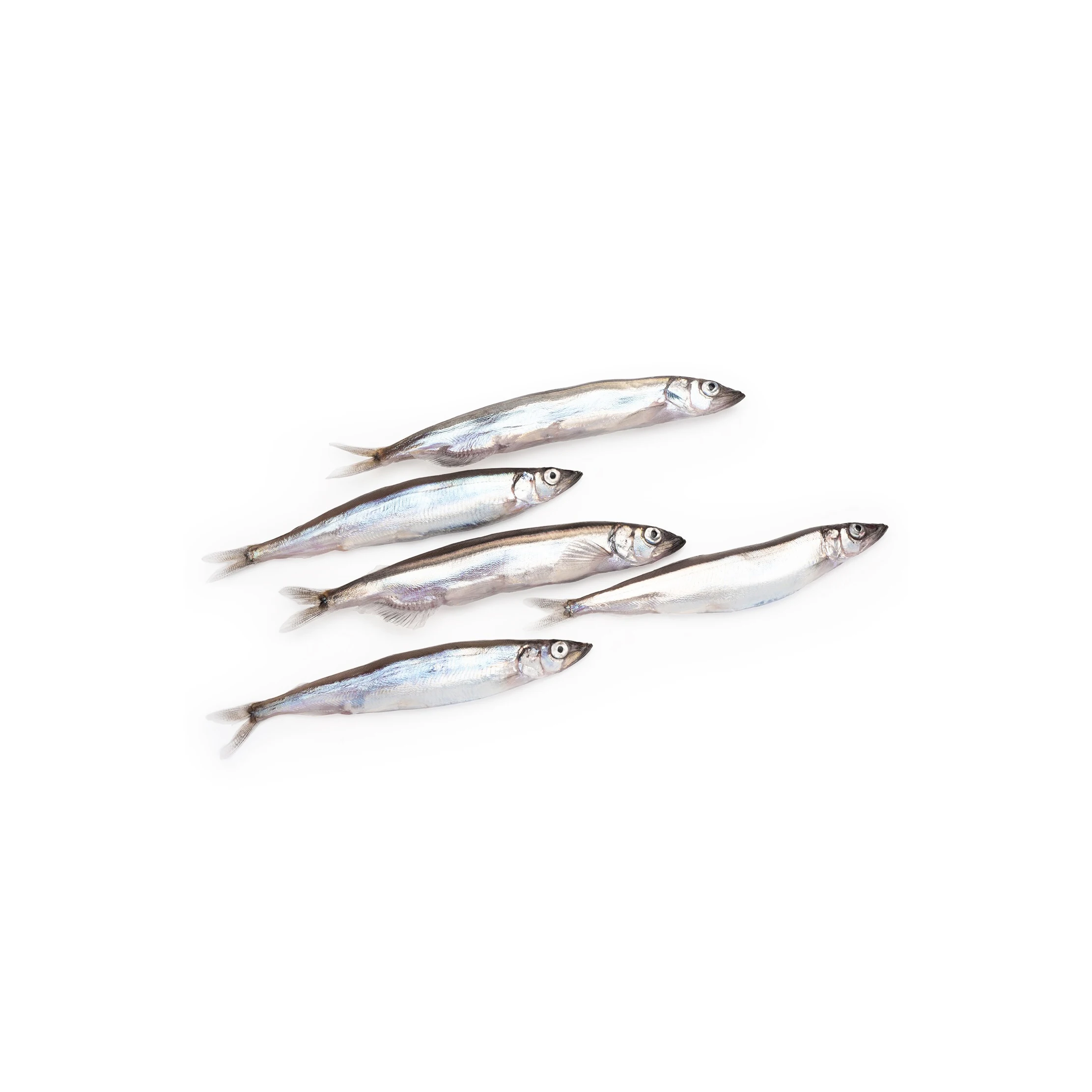 High quality wholesale bulk seafood fresh Frozen Capelin Fish frozen fish