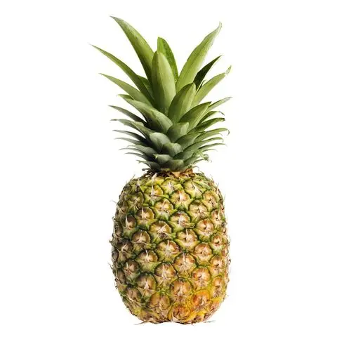 Juicy Fresh Pineapple Fruit Possible Raw Pineapple Fruit/ Ananas comosus Or Pine Apple