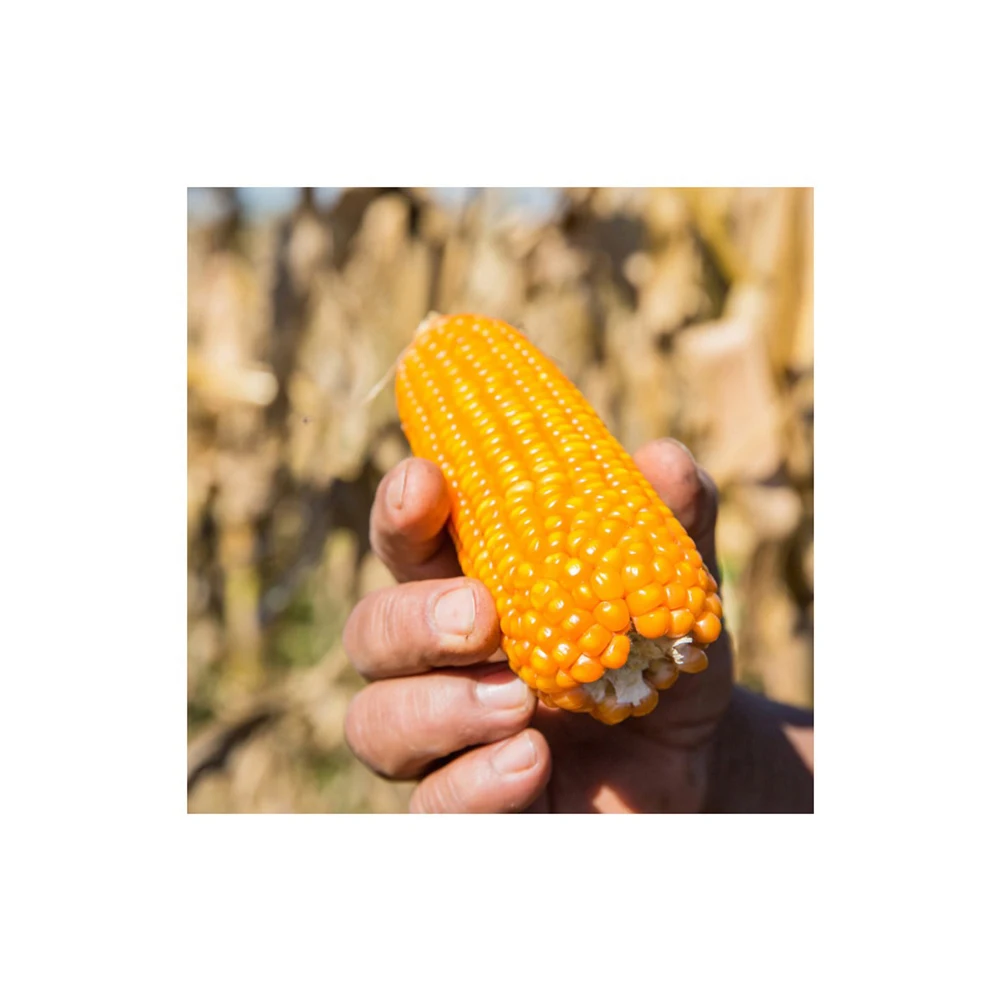 New Crop Canadian Sweet Corn Yellow Corn At Very Good Rates