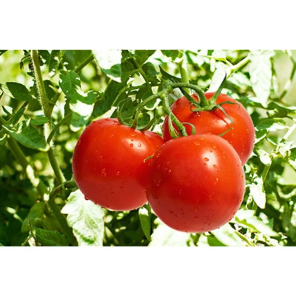 Open Pollinated Tomato Cal J OP for Export