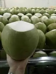 Cool Coconuts Water Coconut Green Coconut Packing Box Fresh Coconut From Vietnam