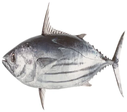 Frozen tuna Skipjack Tuna ,Bluefin Tuna for Sale