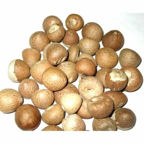 High Quality Betel Nut , Dried Betel Nuts for sale