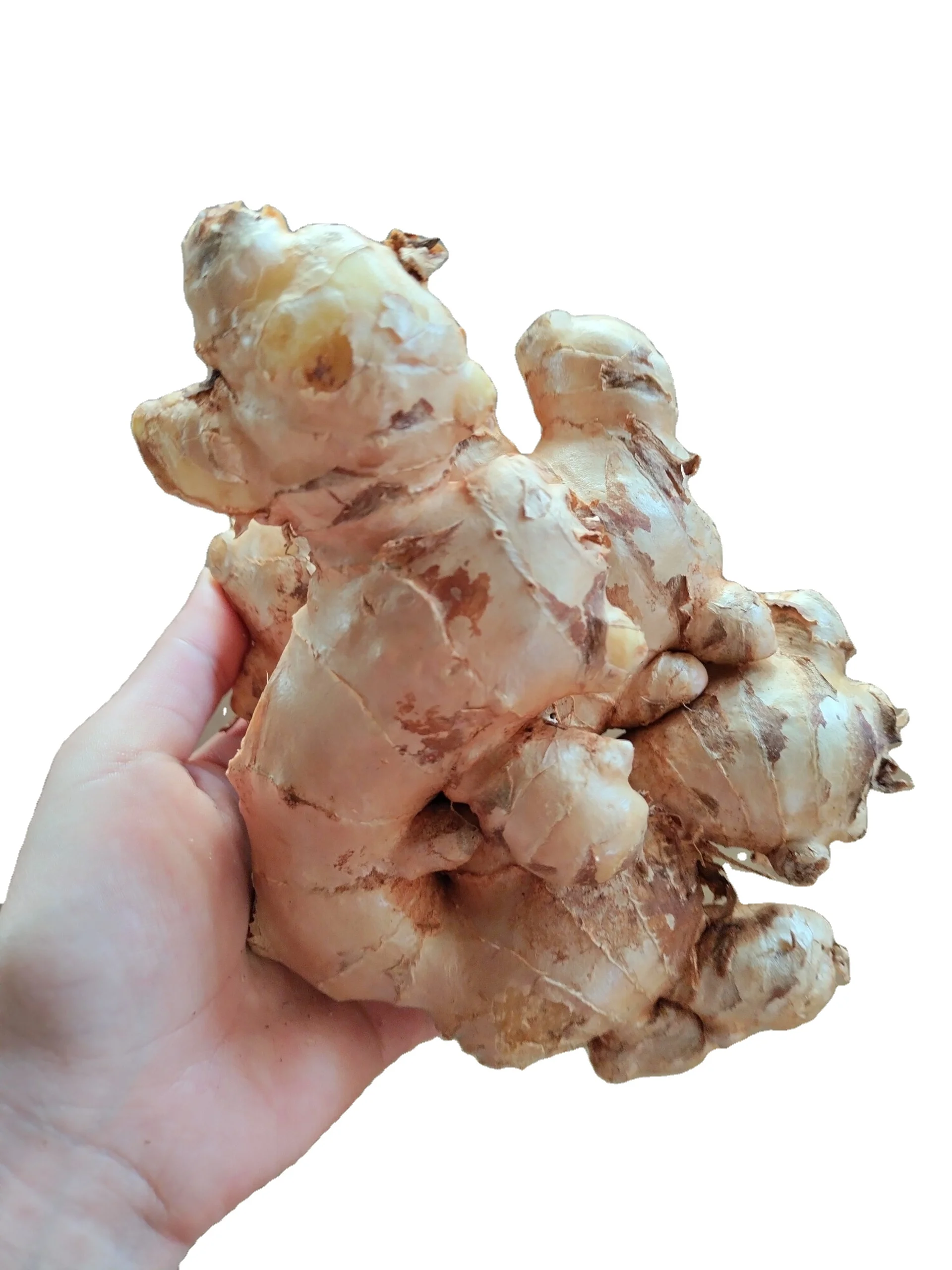 High quality wholesales dried fresh ginger dehydrated spice export Vietnam best selling 2023
