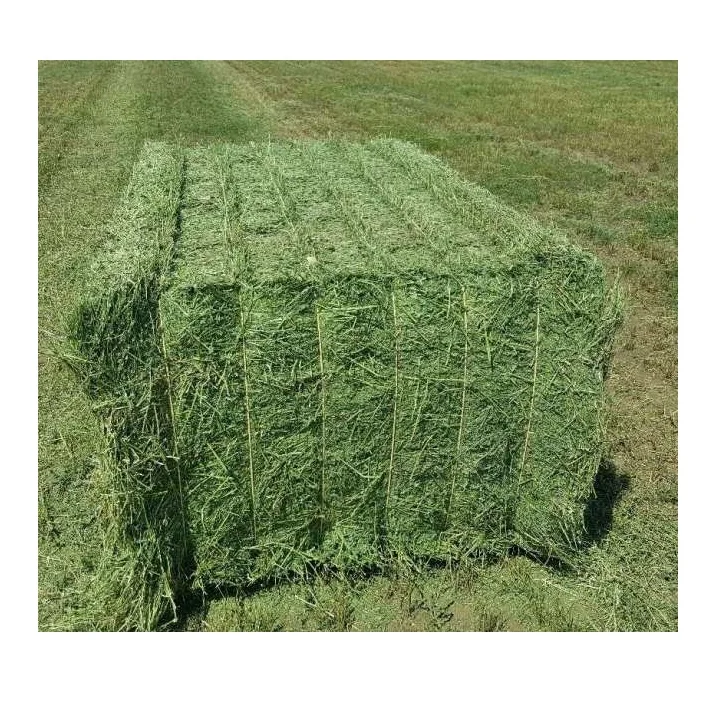 Quality Timothy Hay Quality Alfalfa Hay/ Timothy Hay/ Lucerne Clover in Bales