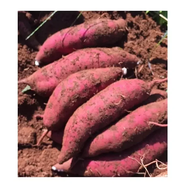 New Harvest Fresh Sweet Potato For sale
