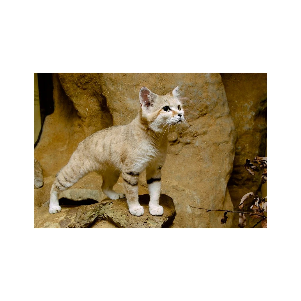 Fast Agglomeration Ball-Shaped Bentonite Cat Litter sand wholesale from China factory