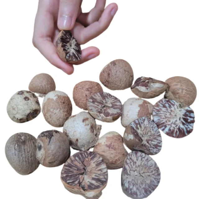 Betel Palm Areca Catechu for Snack Ingredients by Envico Bright Indonesia
