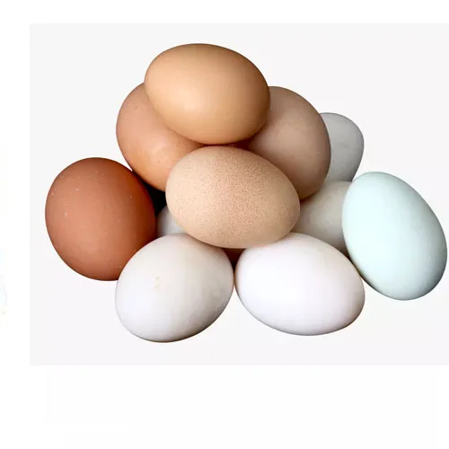 Best Quality Wholesale Fertilized Chicken Eggs Cobb 500 Broiler Chicken Eggs Fresh Cobb 700 Fertile eggs