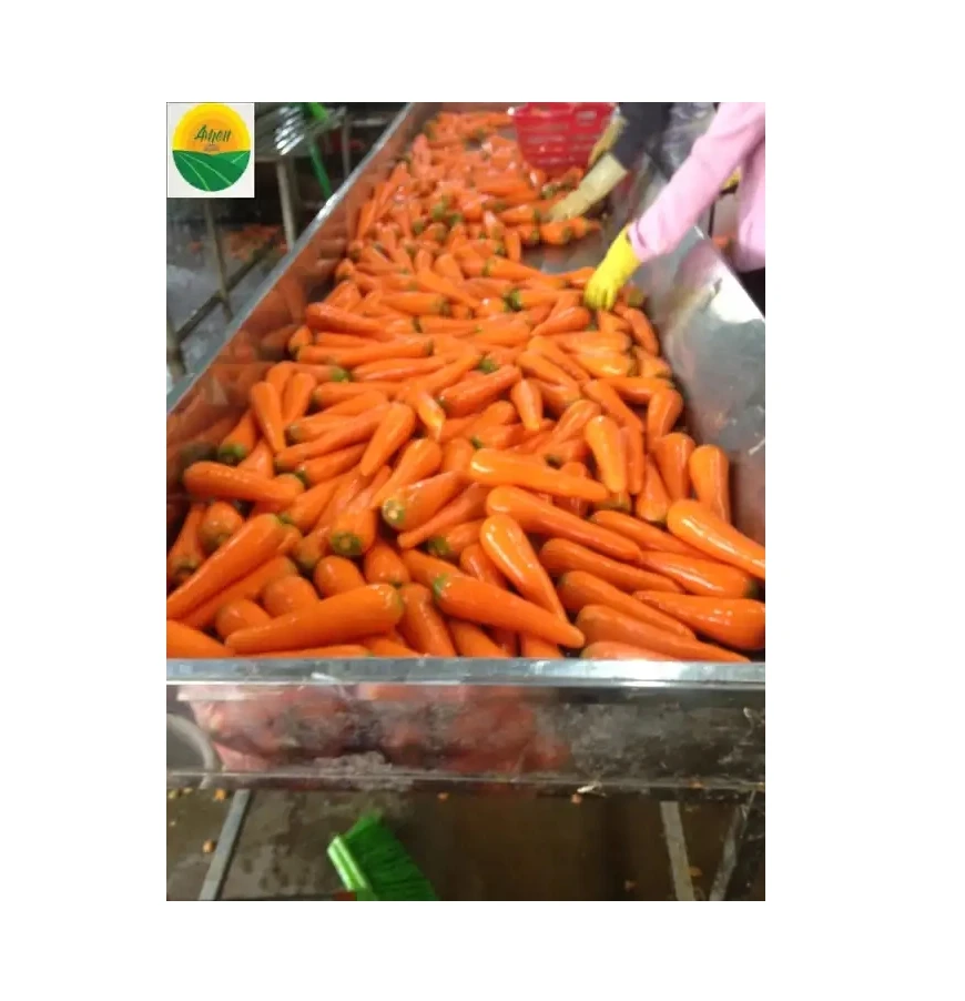 Fresh organic Carrot for wholesale fresh carrot for export with GAP affordable price From Vietnam