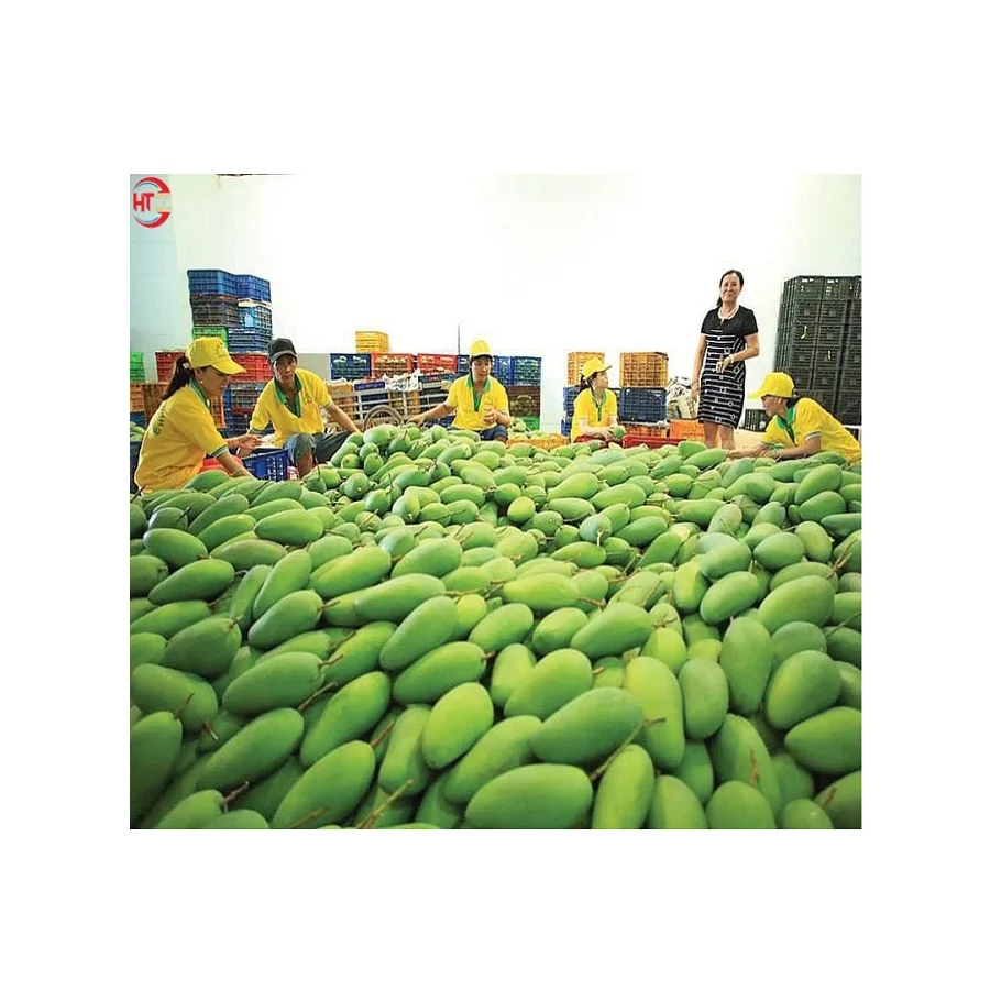 Export Quality Organic Crop Cultivation Oval Shape Green Fresh Fruit Unripe Maturity Taiwanese Mango With Natural Sour Taste