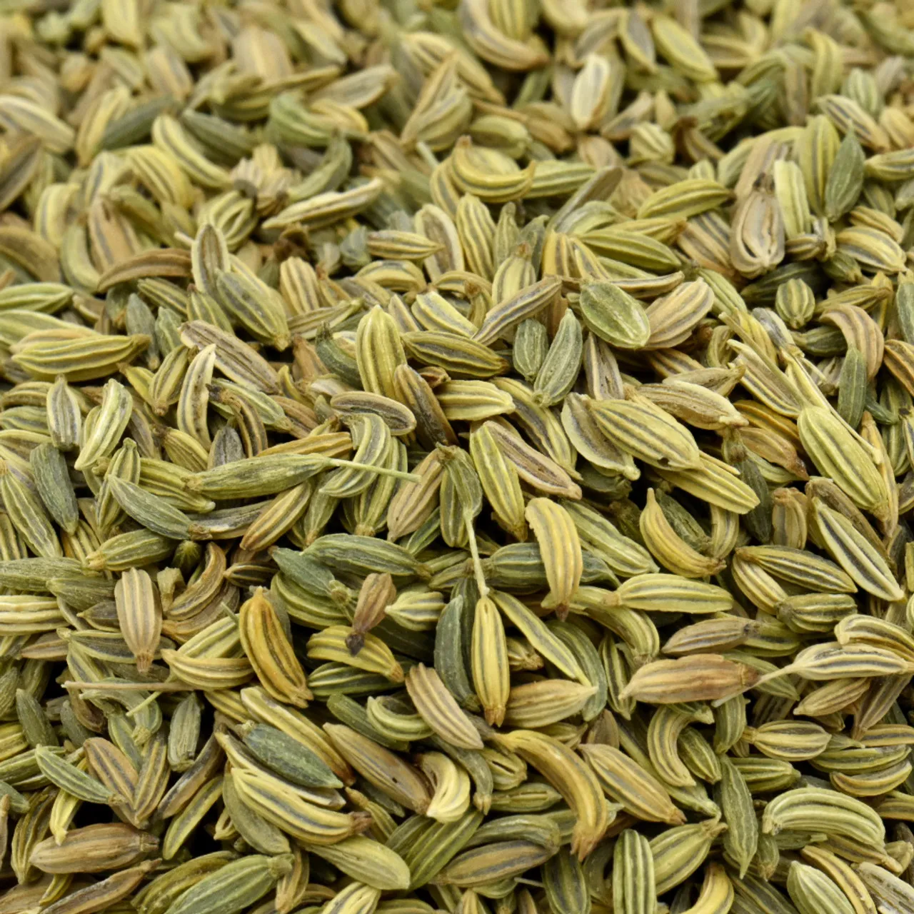 Natural Raw Fennel Seeds for Sale in Bulk with High Quality Fresh Aromatic Fennel Seeds Wholesale for Spices