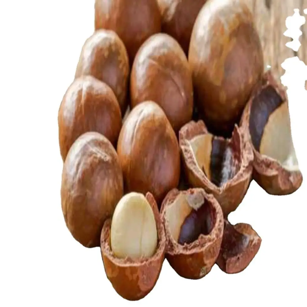 Bulk Nuts Macadamia for Sale Roasted in Shell Macadamia Nuts