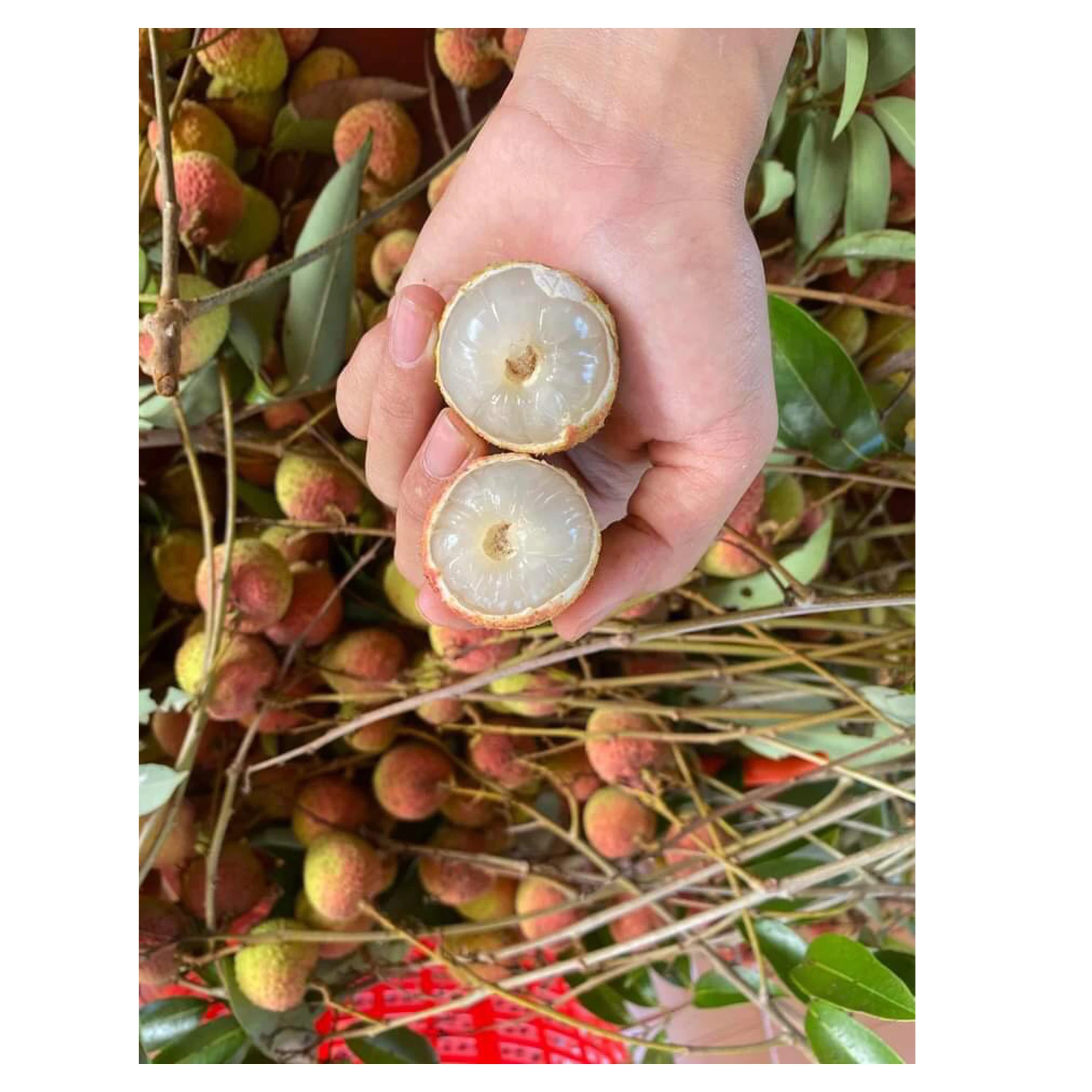 Fresh Lychee new crop 2023 high quality wholesales litchi sweet delicious standard best selling