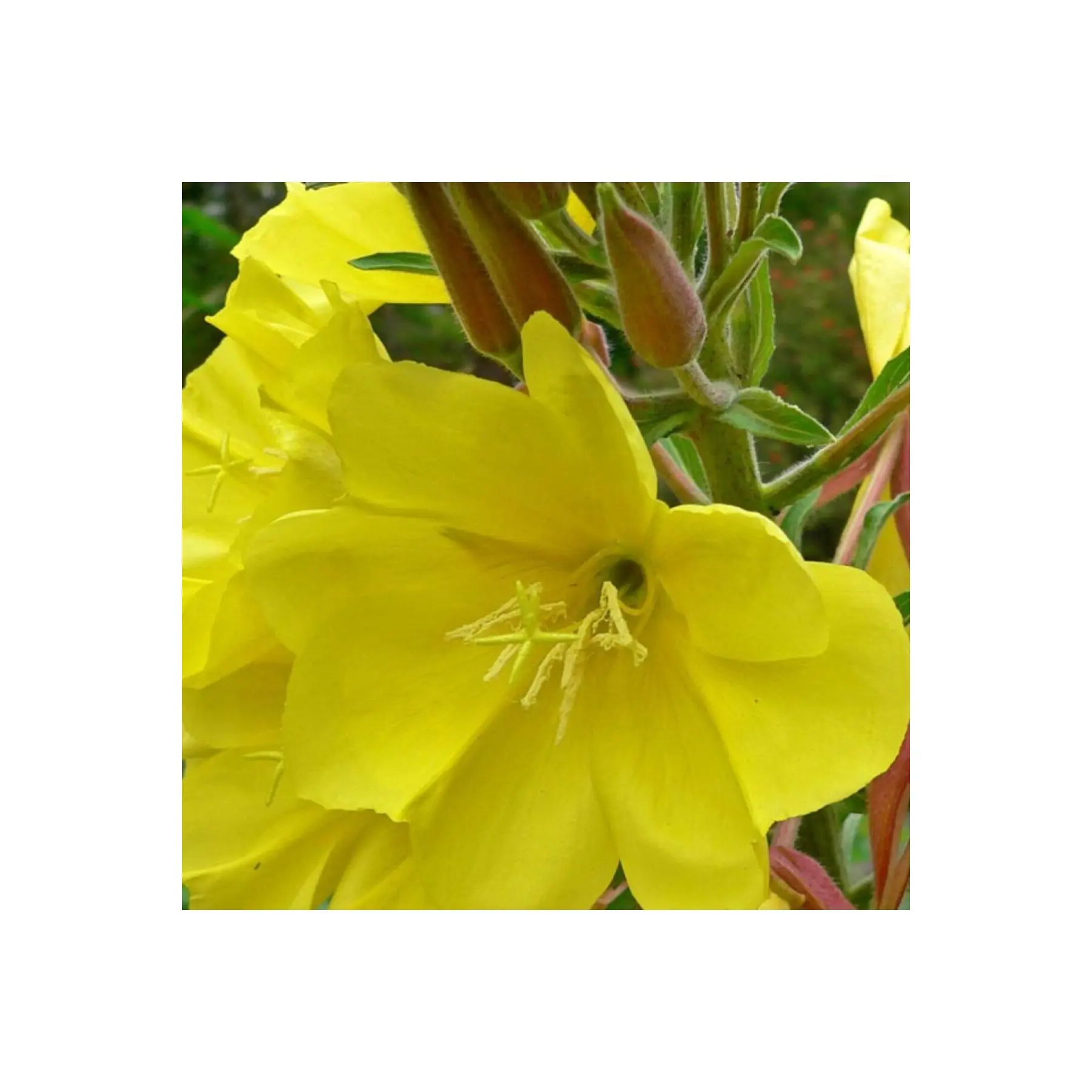 Семена цветов азана местные Oenothera 100