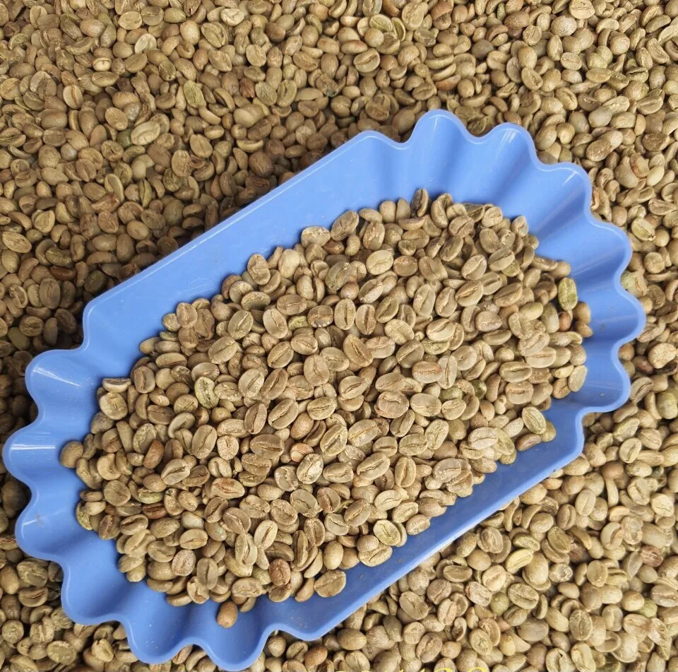 First Grade Green Arabica Cau Dat Coffee Beans In Jute Bag 60kg, Factory Price, New Crop