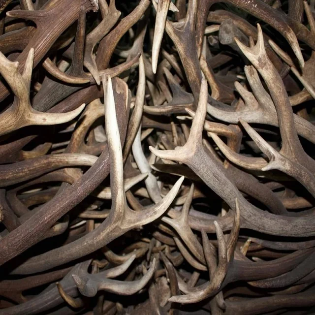 New Stock price Top Grade Red Deer Antlers for wholesale sale