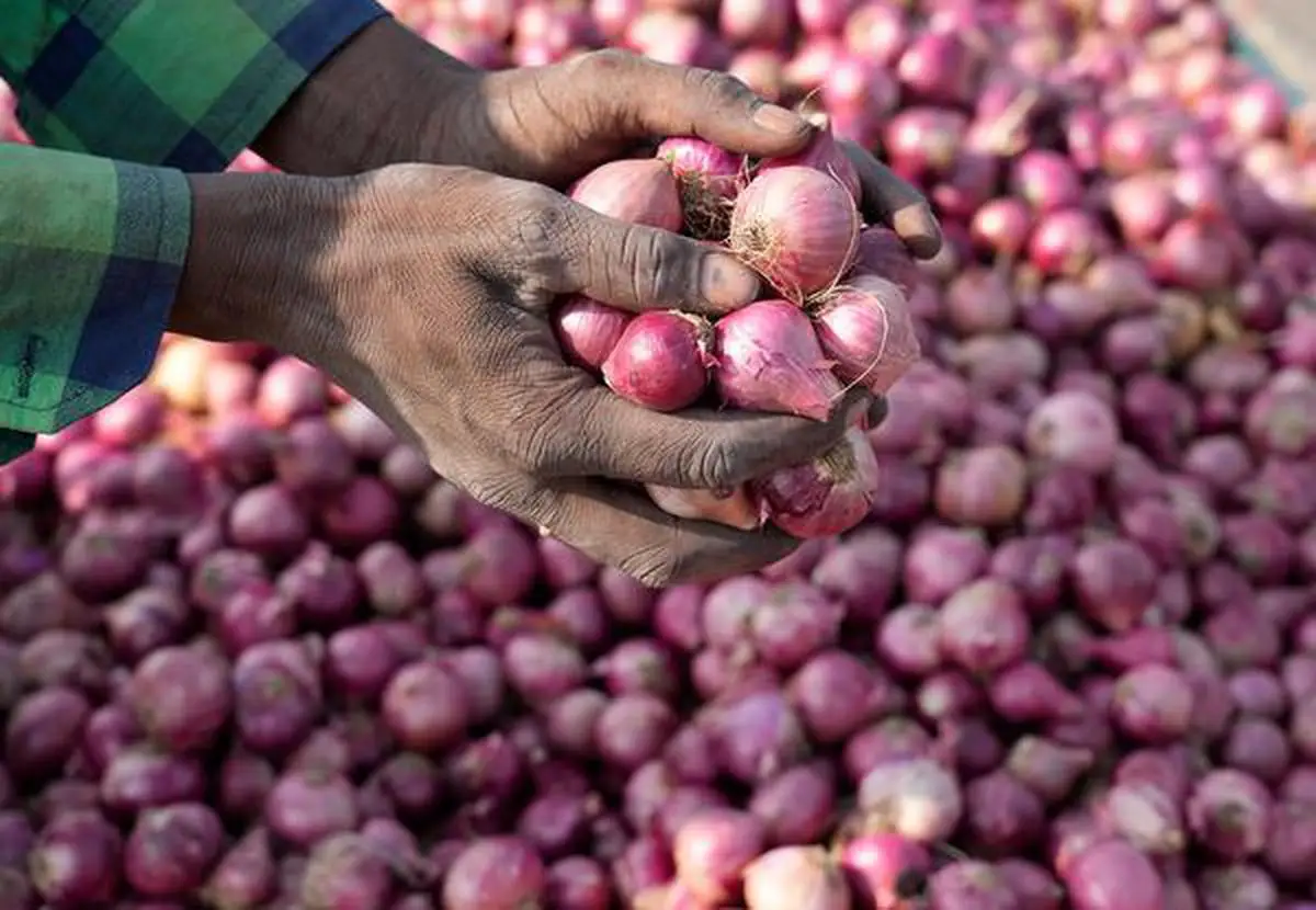We are selling fresh red onion at very low price along with customized logo and customer packing