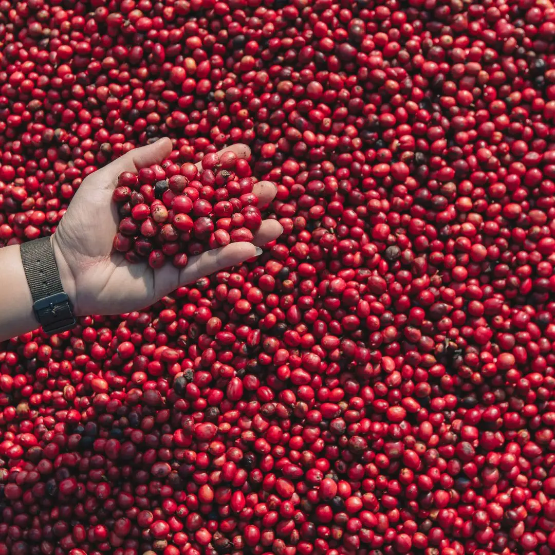 Мягкий мешок жареного кофе в зернах OEM Premium Arabica Coffee Vietnam 0 25 кг высококачественный зеленый 18 напиток премиум класса
