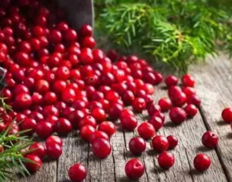 Dehydrated Cranberry 100g./Pack, Low Sugar, Zero Flavorings, Wholesale from Factory in North of Thailand