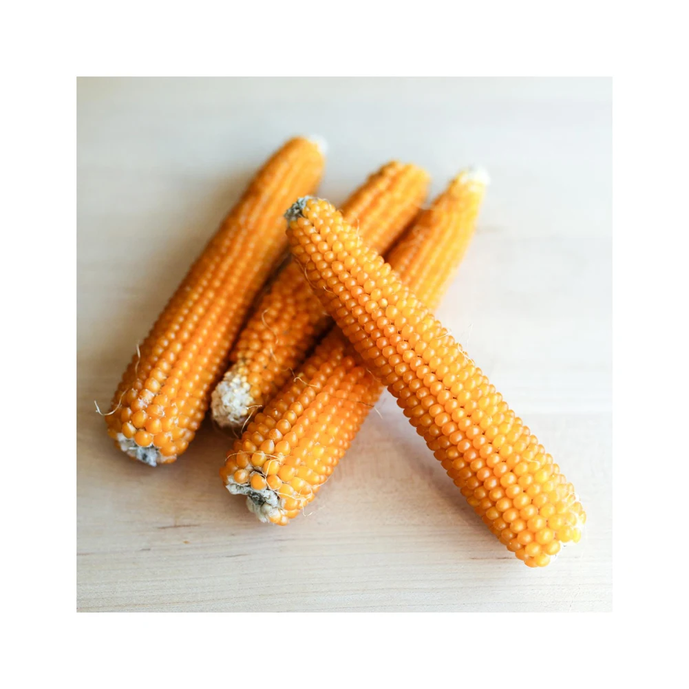Buy Efficient, Authentic Yellow Maize for Human Consumption and Animal Feed