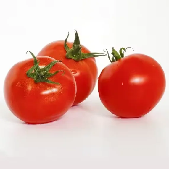 Good Quality Original low cost Fresh Beef Tomato / Cherry Tomato / Fresh Plum Tomatoes for Sale