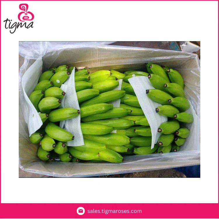 Wholesale High Quality Harvested Organic Green Cavendish Banana from Ecuador at Factory Price