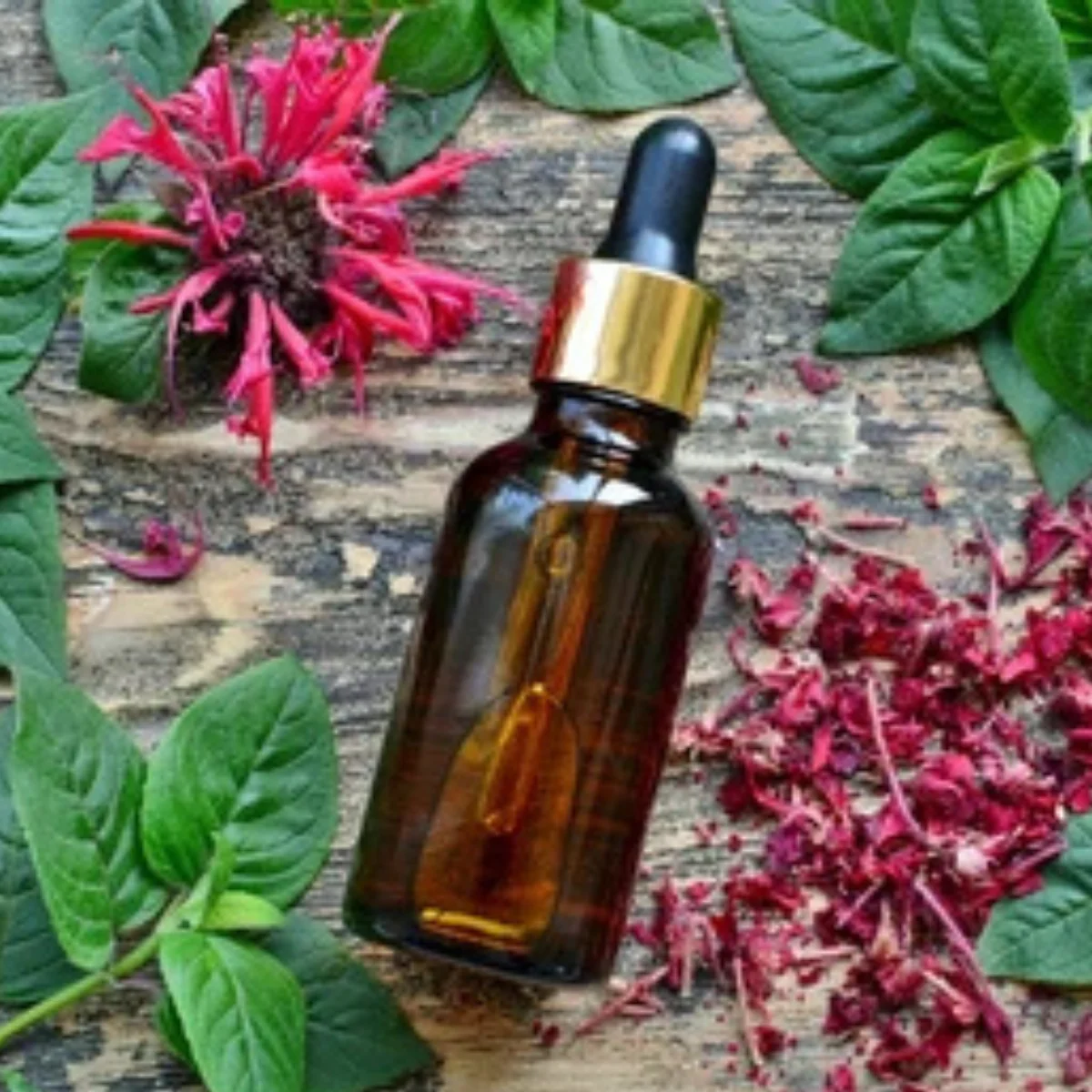 100% Natural Organic Monarda (Bee Balm) Essential Oil