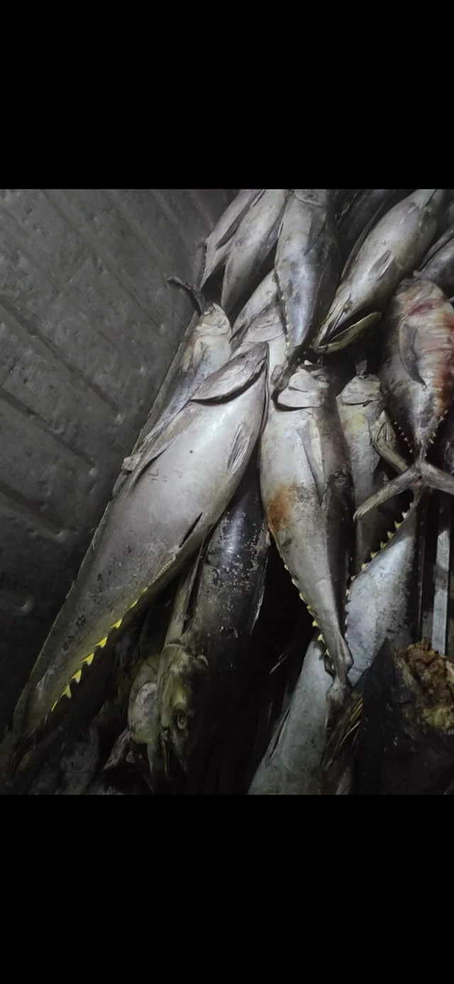 Factory Direct Hot Sale Good QualityWholesale Tuna Skipjack High Quality Sea Frozen Fish & Low Price from Indonesia
