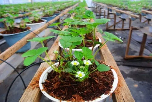 THE LARGEST SUPPLIERS ABOUT COCO PEAT CHIP GROW BAG FROM INDONESIA WITH HIGH QUALITY AND NUTRIENT BEST CHOICE OF NURSERY SEEDS