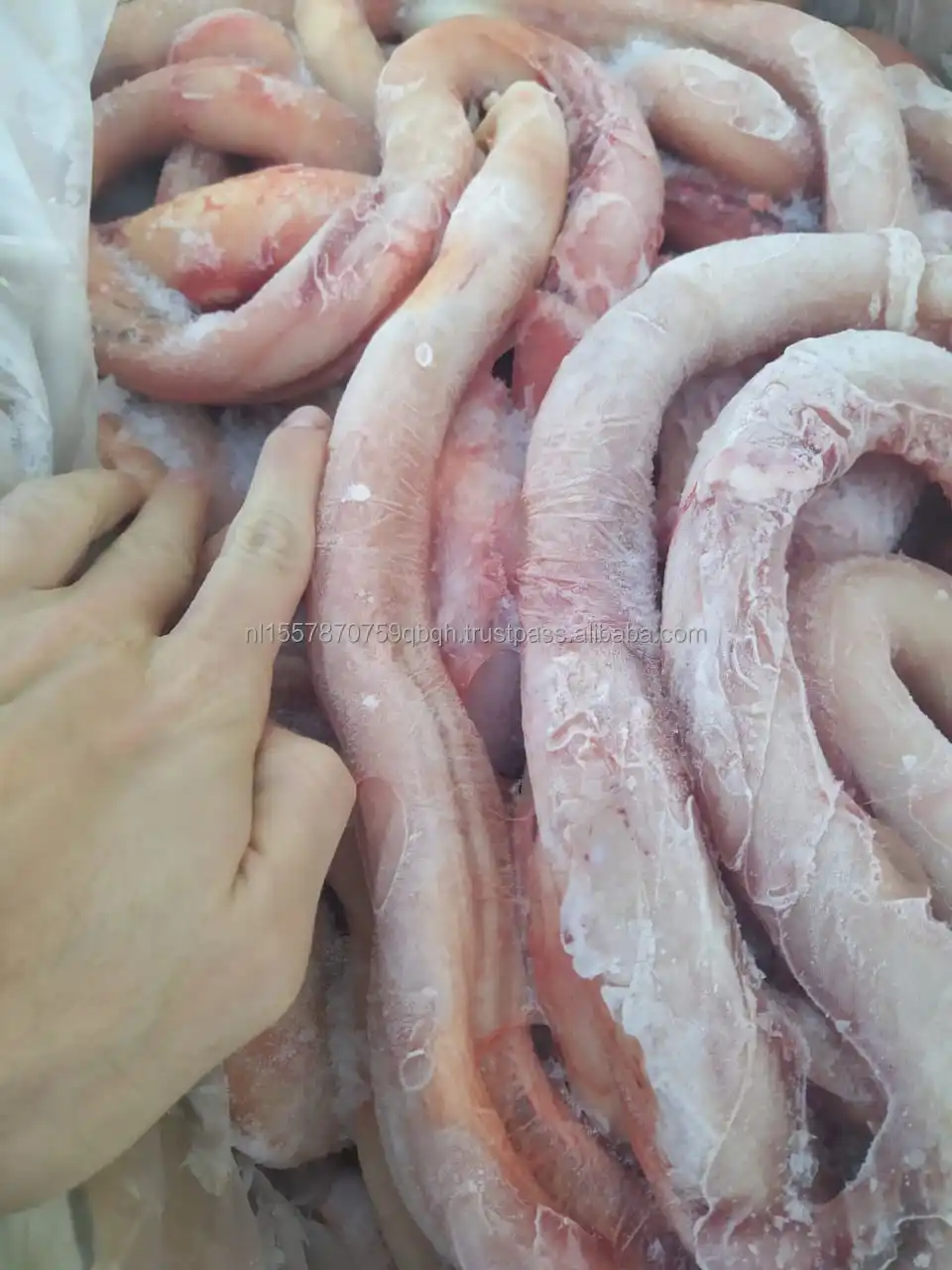 Halal Frozen Beef Penis Fresh Clean Processing Beef Penis Bull Pizzle Nutritious Organic Chilled Beef Pizzle