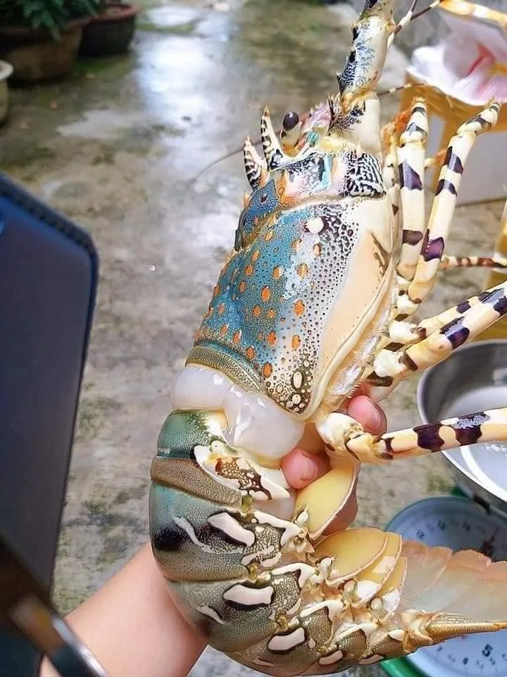 Cheap Price with High Quality Lobster Vietnam/ Enough Standard to Export China/Taiwan