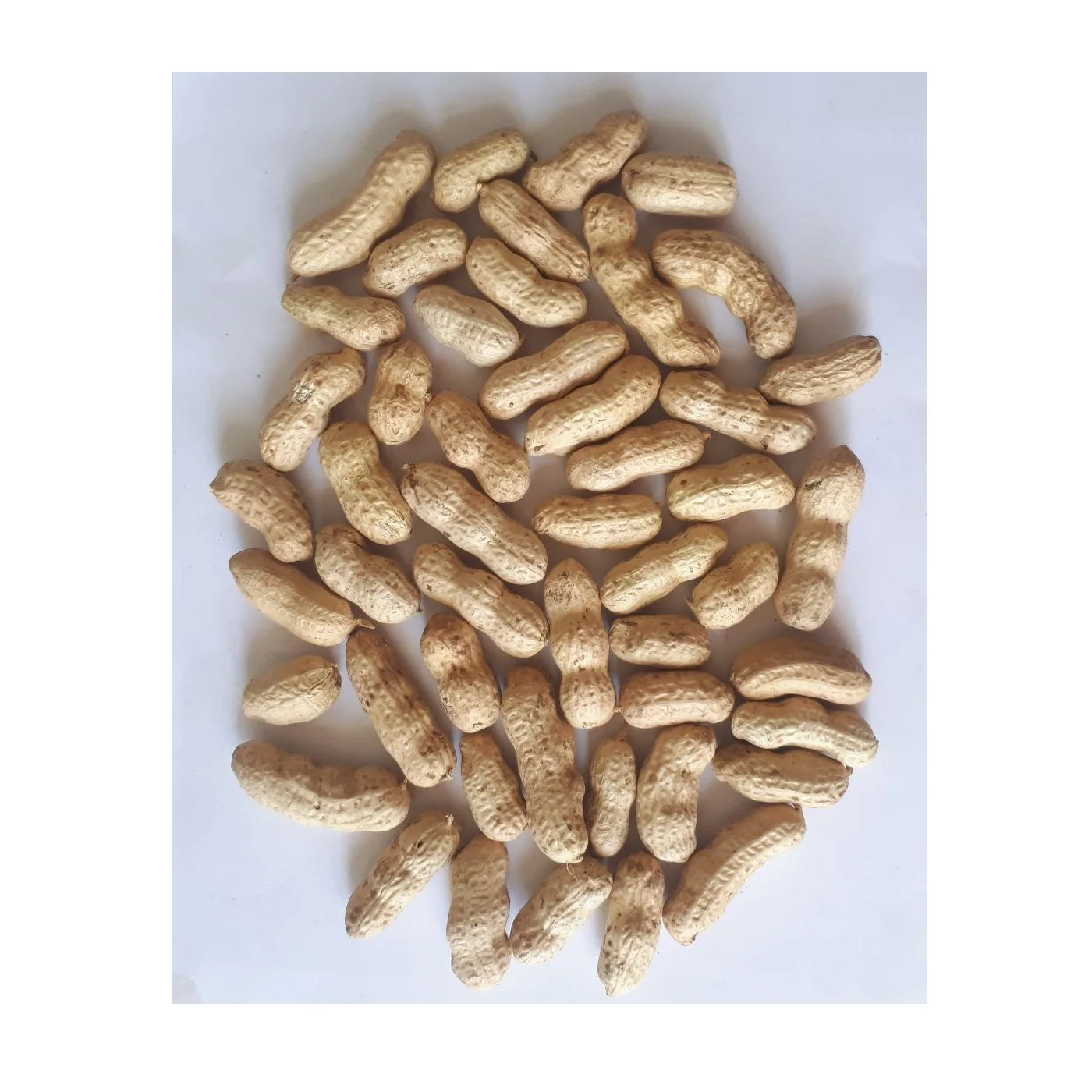 Wholesale Natural Organic Top Grade Shelled Peanut Bulk Raw Peanut In Shell Laser Sorting Peanuts Nuts & Kernels