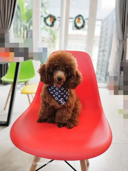 Style bow designed OEM pet accessories Various Pattern Pet Dog Bow Tie Collar Head Scarfs Dog Bandana HOANG LINH SG from Vietnam