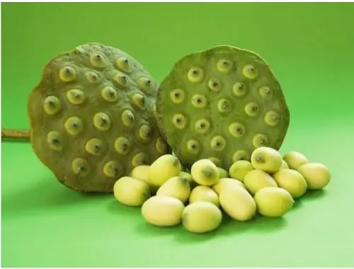 Wholesale Canned White Lotus Seeds For Food & Beverage Haccp and ISO Certified