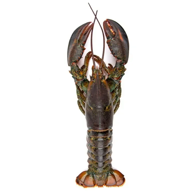 Seafood Fresh and Frozen Lobster, Frozen Lobster, Frozen Lobster Tails Fresh Lobsters For Sell
