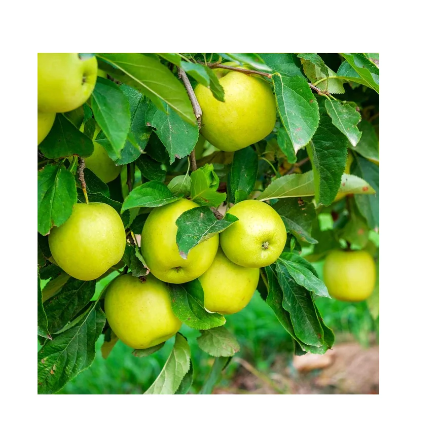 Cheap Price Fresh Stock Fresh Yellow Green Apples | Fresh Mutsu Apples For Sale In Bulk With Fast Delivery
