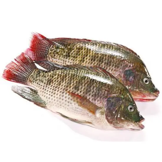 Buy cheap frozen tilapia fish from us we export it all over the world you can buy wholesale from us at much cheaper price