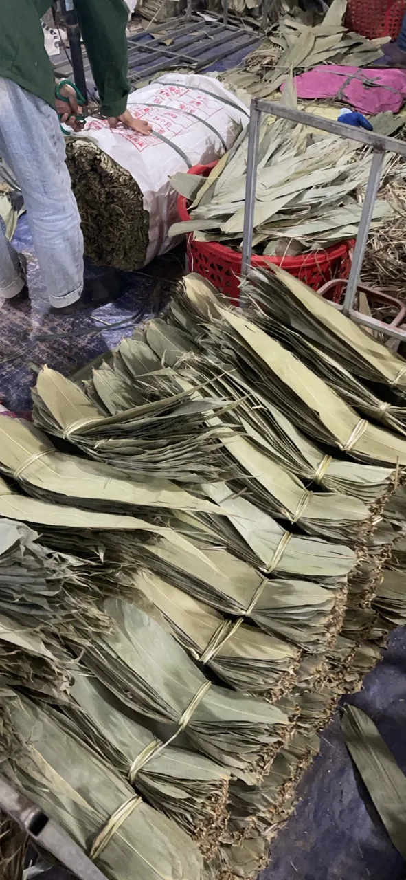 Wholesale Dried Zongzi Leaf Bamboo Leaf Bamboo Eco-friendly Material Big Size with Competitive Price in Vietnam