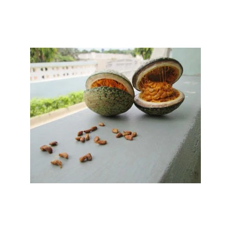 Best Price High Quality Picralima Nitida Akuamma Seed Extract Other Agriculture Products