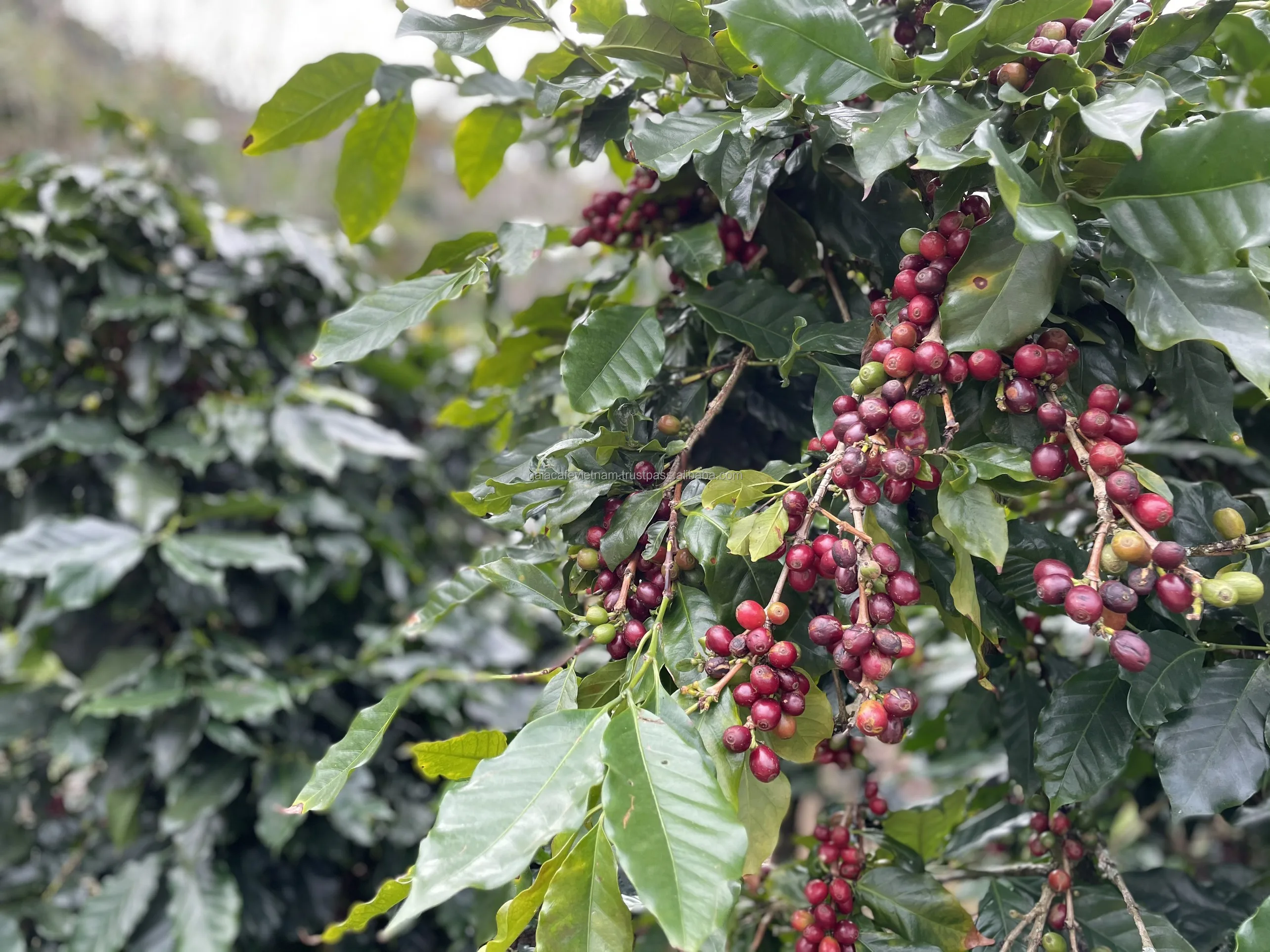 Arabica зеленый кофе в зернах полумойка процесс нового урожая 2023-2024