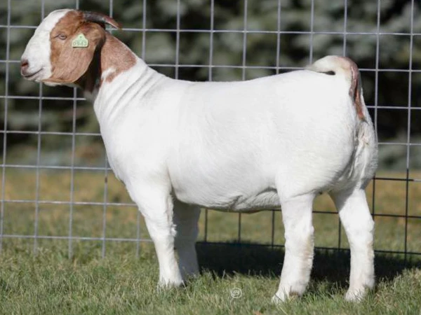 100% pure Blood Boer goat and Boer goats meat